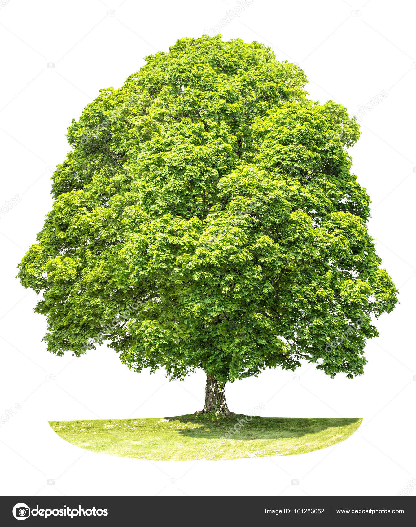 white maple tree