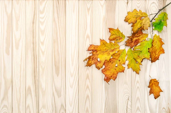 Otoño hojas textura de madera fondo — Foto de Stock