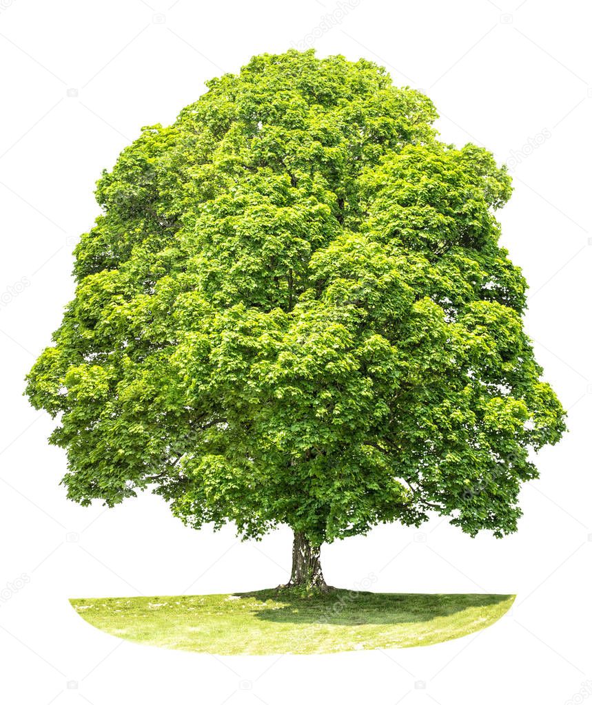 Green maple tree isolated white background