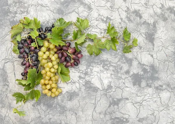 Viña de uva con hojas verdes fondo de piedra de hormigón —  Fotos de Stock