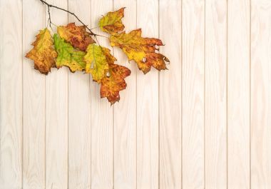 Ahşap doku sonbahar arka plan kırmızı sarı yeşil yaprakları