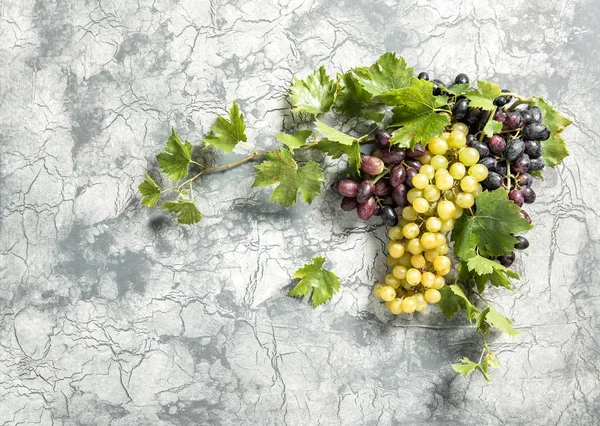 Viña de uva con hojas verdes fondo de piedra —  Fotos de Stock
