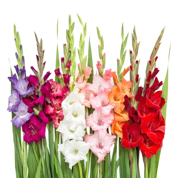 Gladiolus flores isoladas no fundo branco — Fotografia de Stock