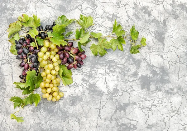 Vinná réva se zelenými listy kamenné zdi pozadím — Stock fotografie