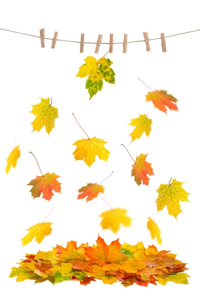 Rot gelb fallender Ahorn Blätter Herbst Blatt Wäscheleine — Stockfoto