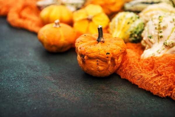 Zucca fondo scuro Autunno Raccolta Ringraziamento — Foto Stock