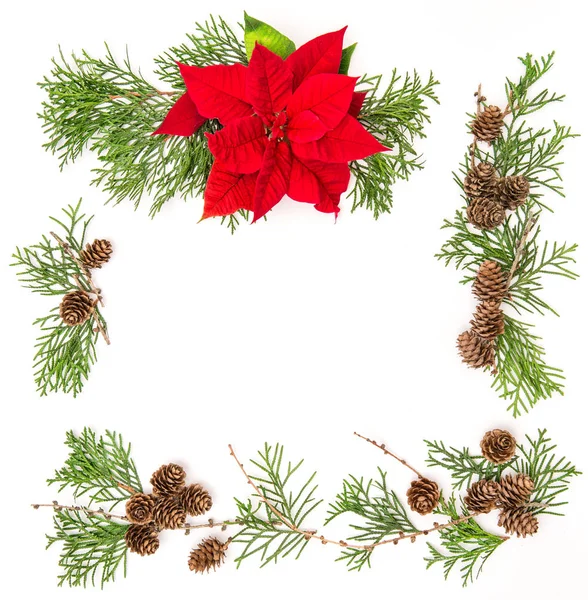 Rot Weihnachten Blume Weihnachtsstern Thuja Zweige blumigen Hintergrund — Stockfoto