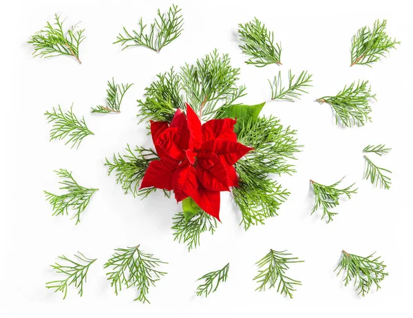 Natale fiore poinsettia fhuja rami floreale piatto laici — Foto Stock