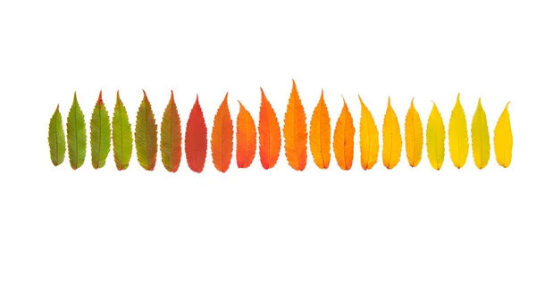 Röd löv grön gul hösten höst höst Minimal koncept — Stockfoto