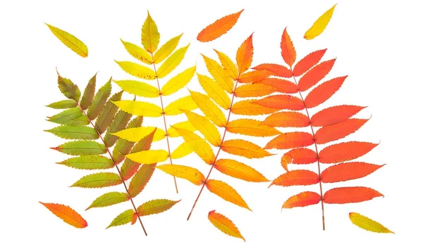 Rood groen geel herfst bladeren plat vallen leggen — Stockfoto