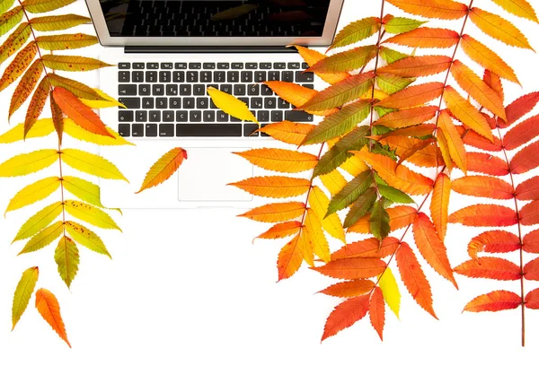 Laptop jesienne liście białym tle biuro pracy, płaskim laikiem — Zdjęcie stockowe