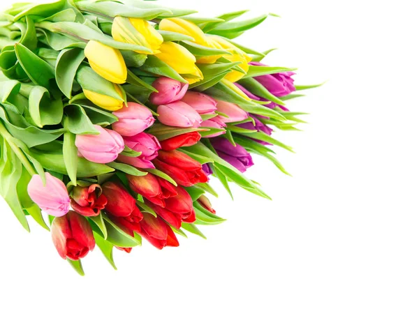 Fiori di tulipano Bouquet primavera fioriture sfondo bianco — Foto Stock