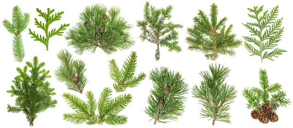 Nadelbaum Zweige Fichte Thuja Tannenzapfen Set — Stockfoto