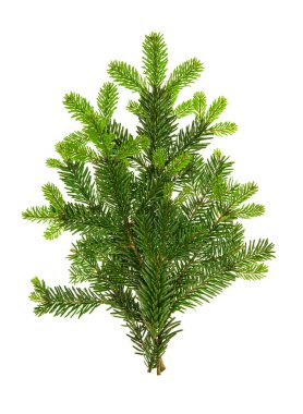 Taze yeşil çam dalları Noel ağacı beyaz arka plan