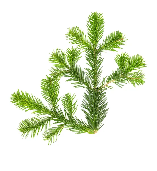 Fichtenzweige weißer Hintergrund Weihnachtsbaum Zweig — Stockfoto