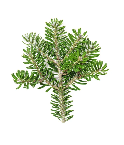 Christmas tree white background green spruce — Stock Photo, Image