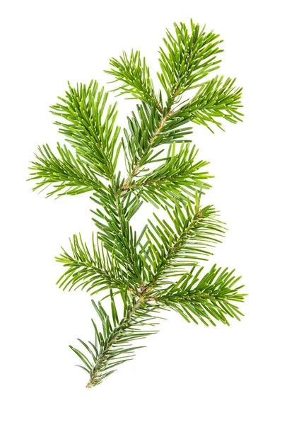 Spruce twigs Branch christmas tree isolated white background — Stock Photo, Image