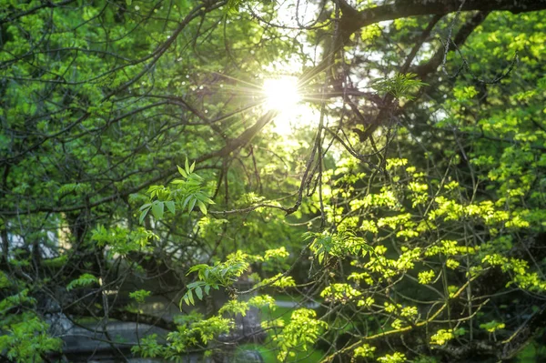 Green leaves sun rays Spring time sunset — Stock Photo, Image