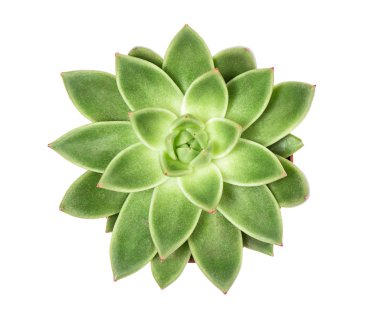 Succulent plant isolated white background Top view clipart