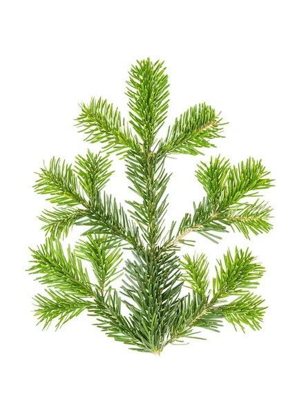 Spruce twigs Branch christmas tree isolated white background — Stock Photo, Image