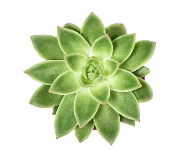 Succulent plant isolated white background Top view — Stock Photo, Image