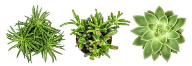 Succulent plants white background Top view clipart