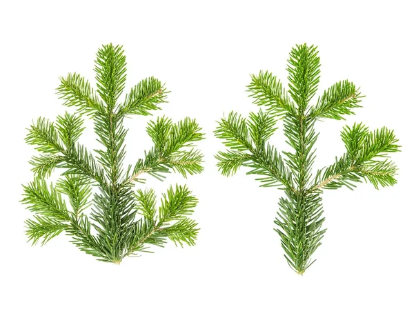 Spruce twigs Branch coniferous christmas tree white background — Stock Photo, Image