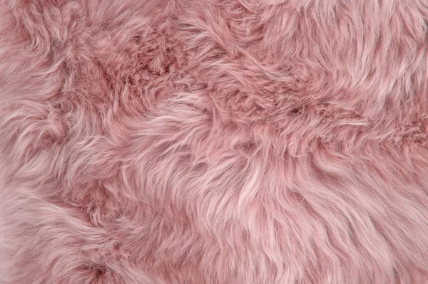 Pink sheepskin rug background sheep fur Wool texture — Stock Photo, Image