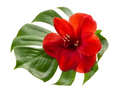 Amaryllis çiçek beyaz arka plan baş kırmızı çiçeği yeşil yaprak