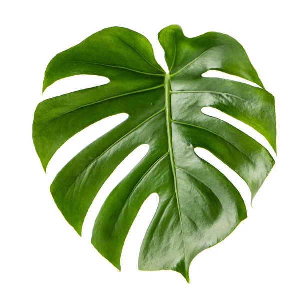 Hoja verde planta exótica monstera aislado fondo blanco — Foto de Stock