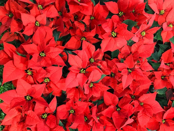 Red poinsettia Christmas flower background — Stock Photo, Image