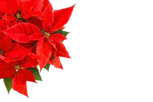 Röd julstjärna blomma grön lämnar jul blomma vit backg — Stockfoto
