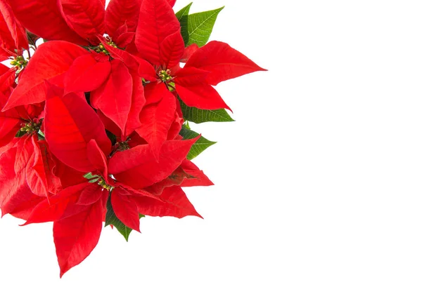 赤いクリスマス花分離ポインセチア白背景 — ストック写真