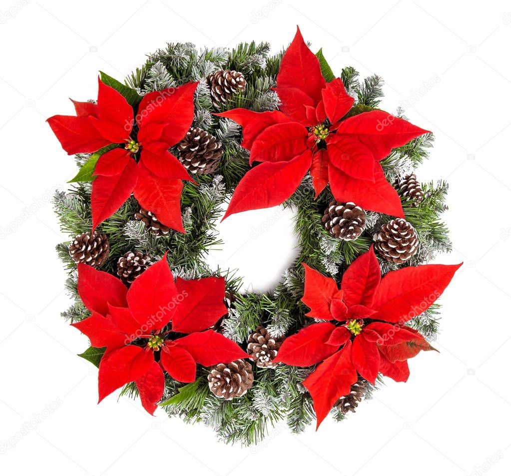 Christmas wreath red poinsettia flowers isolated white backgroun