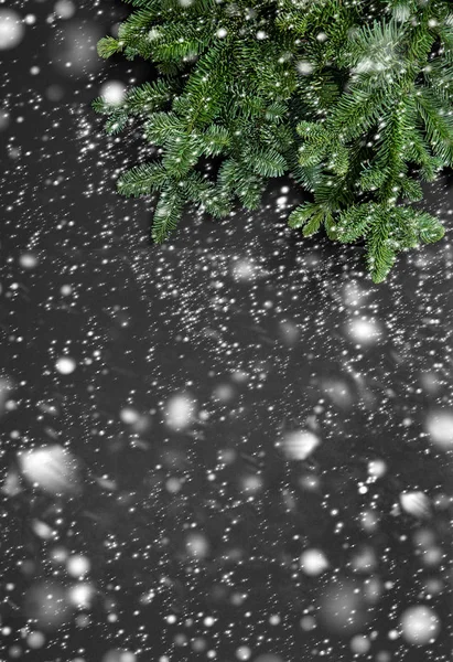 Albero di Natale rami Vacanze invernali sfondo caduta neve — Foto Stock