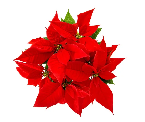 Roter Weihnachtsstern Weihnachtsblume isoliert weißer Hintergrund — Stockfoto