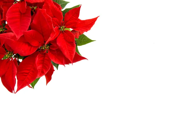 Natale fiore isolato bianco sfondo rosso poinsettia — Foto Stock