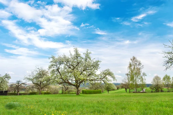 Bloeiende kersen appelboom lente landschap blauwe hemel — Stockfoto