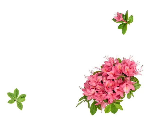 Roze bloemen groene bladeren witte achtergrond die Floral plat leggen — Stockfoto
