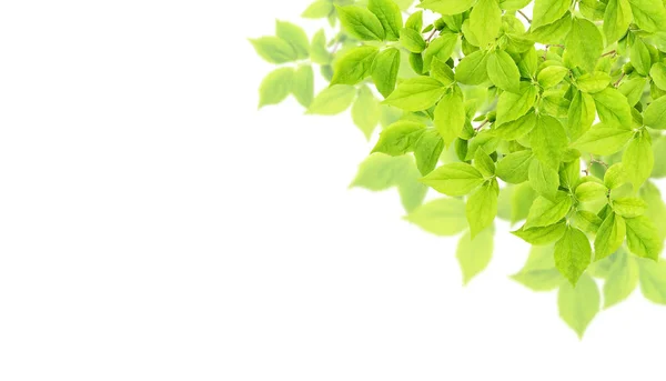 Frühling Baum Zweig grün Blätter weiß Hintergrund Natur Banner — Stockfoto