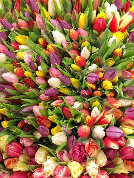 Frühling Tulpe Blumen rot rosa gelb Natur Hintergrund — Stockfoto