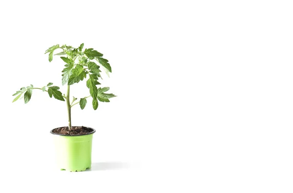 Tomatplantor isolerade vit bakgrund natur koncept — Stockfoto