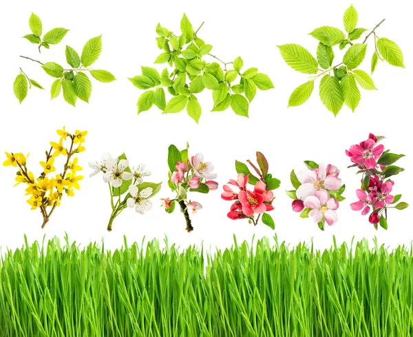 Fresh green grass and spring flowers Blossoms leaves — Stock Photo, Image