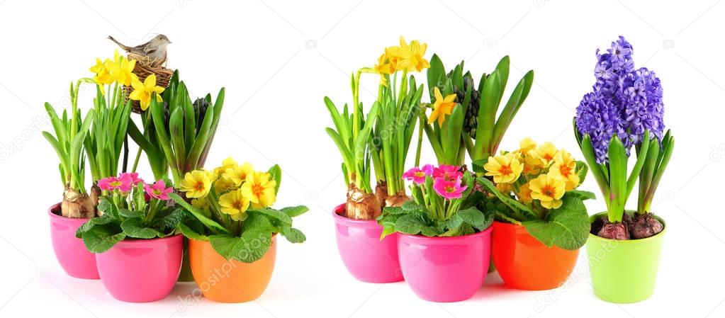 Spring flowers white background Hyacinth primulas daffodils