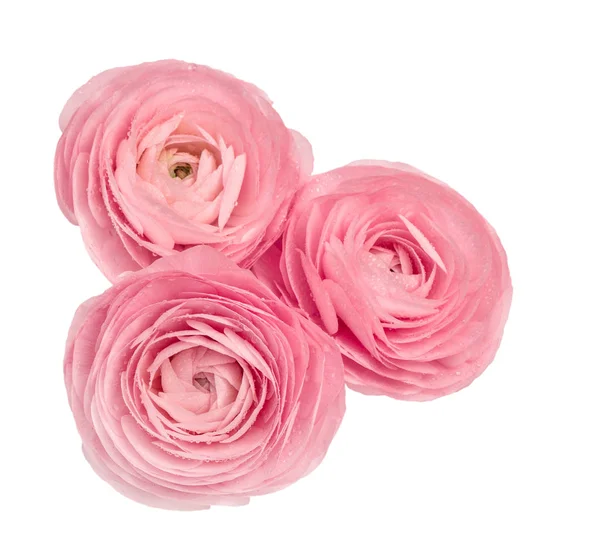 Ranunculus rose isolé fond blanc Tête de fleur — Photo