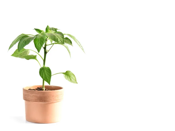 Paprikakeimpflanze weißer Hintergrund — Stockfoto