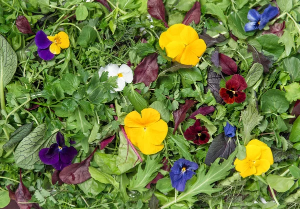 Feuilles de salade herbes fleurs Régime alimentaire Alimentation saine Detox — Photo