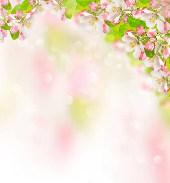 Apple träd blommar suddig natur bakgrund vårblommor — Stockfoto
