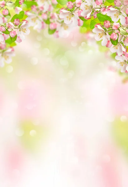 Spring flowers Apple tree blossoms nature background — Stock Photo, Image