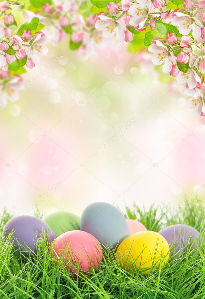 Easter eggs spring flowers Apple tree blossoms